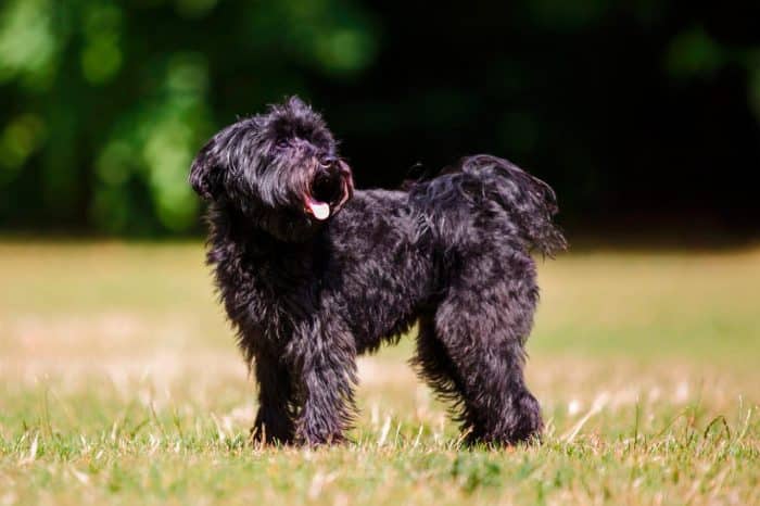 schnoodle parado sobre hierba