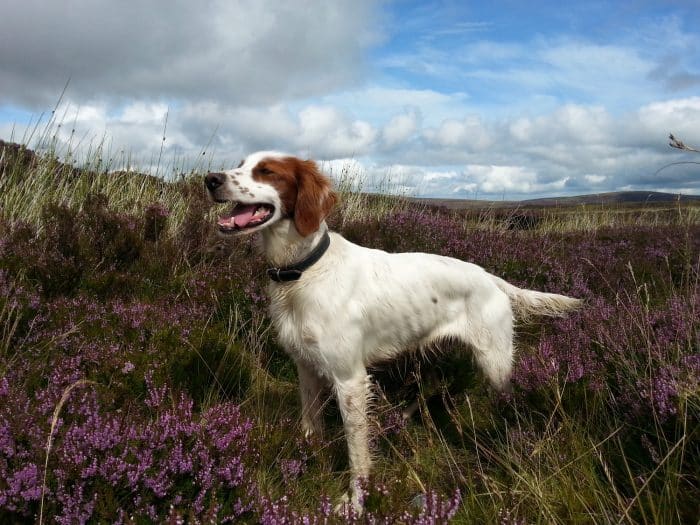 setter irlandés rojo y blanco disfrutando una tarde en un valle