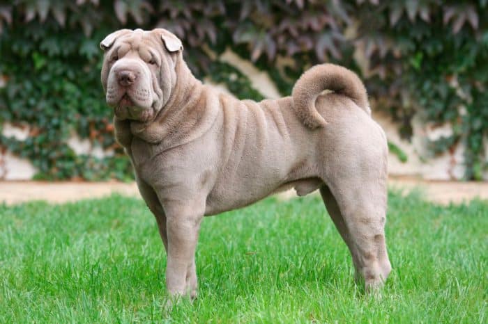 shar pei vista lateral sobre césped en un jardín