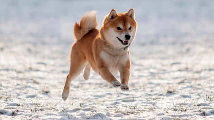 shiba inu corriendo en la nieve