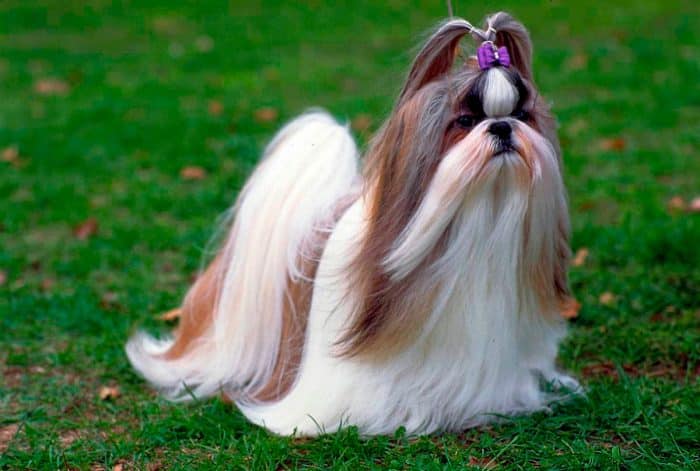 shih tzu sobre césped vista lateral
