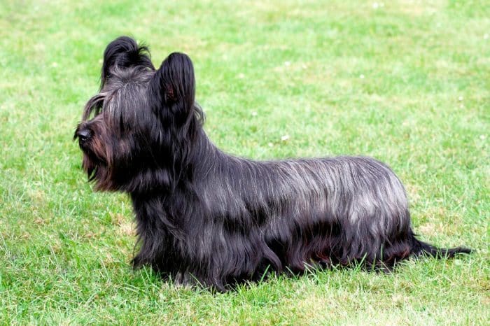 skye terrier vista lateral sobre césped