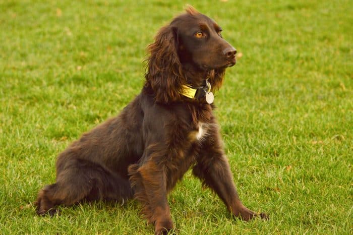 spaniel de campo descansando sobre césped