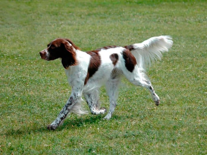spaniel francés trotando sobre césped