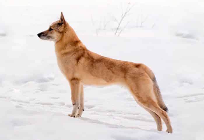 spitz finlandés vista lateral sobre nieve
