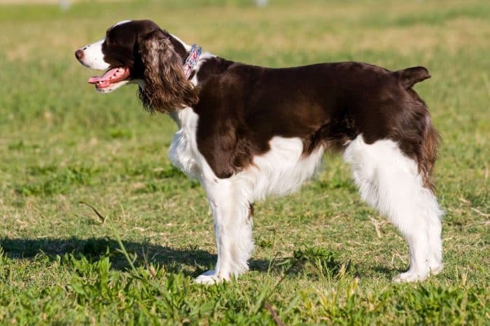 springer spaniel ingles sobre césped vista lateral