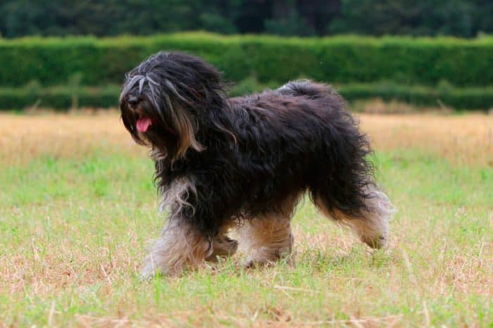 terrier tibetano trotando en el parque
