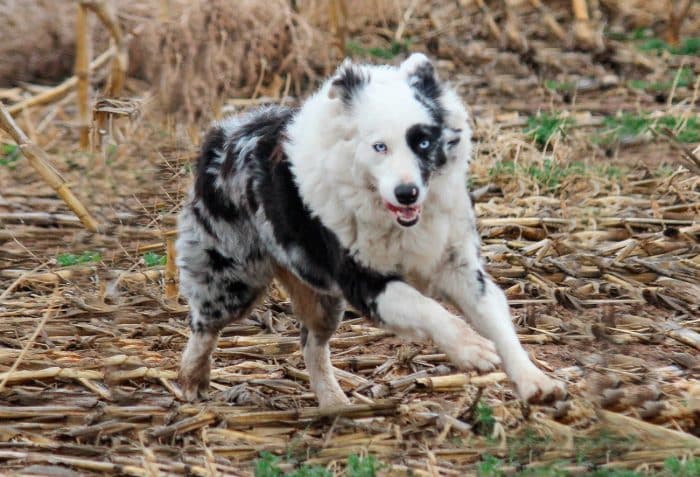 texas heeler corriendo sobre bamboo
