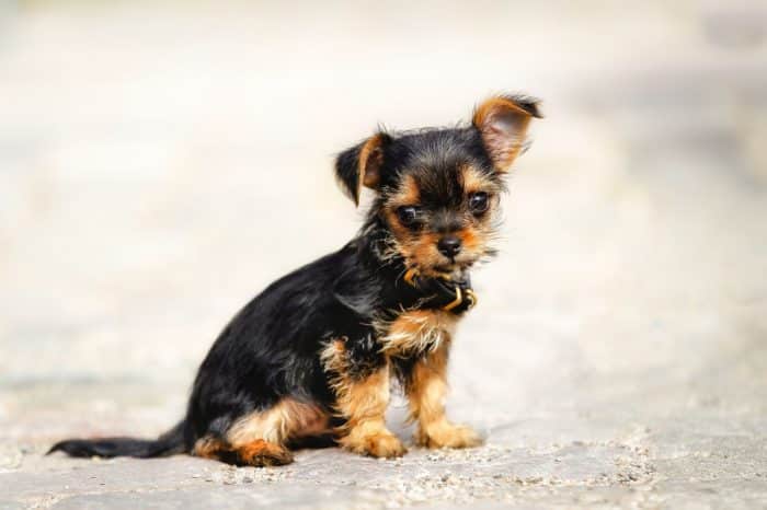 tierno chorkie sentado