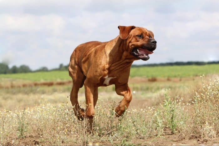 tosa inu corriendo en una llanura
