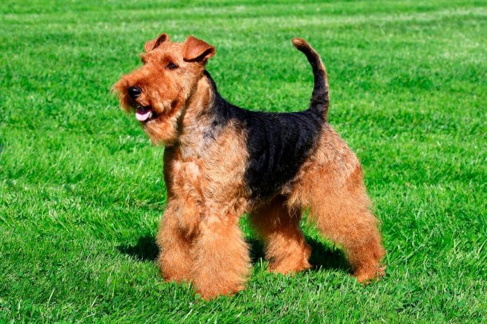 welsh terrier sobre césped vista lateral
