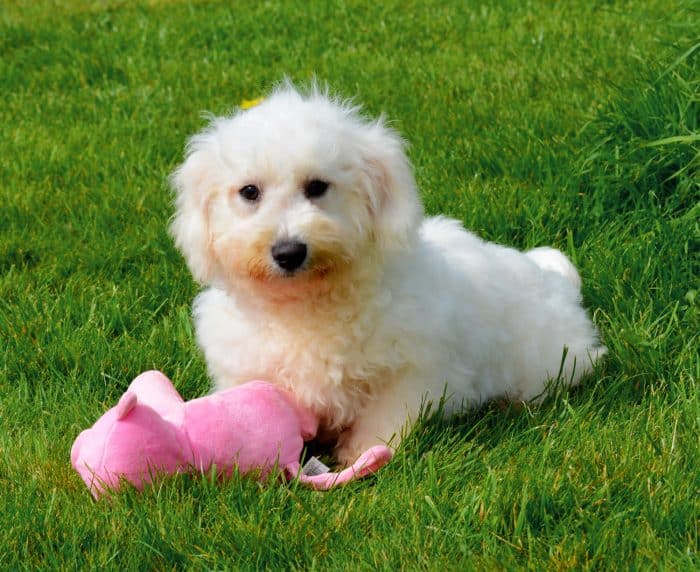 zuchon junto a su juguete preferido en el césped
