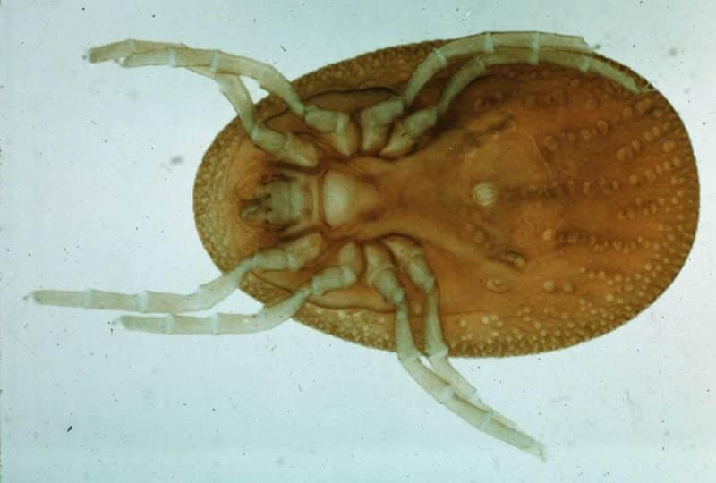 argasidae