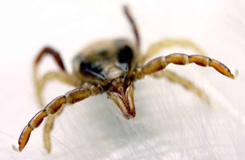 características sobresalientes de las garrapatas