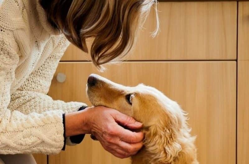 como hacer vomitar a un perro