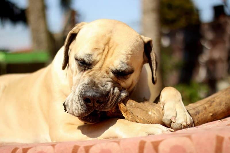 hacer vomitar a un perro intoxicado o envenenado