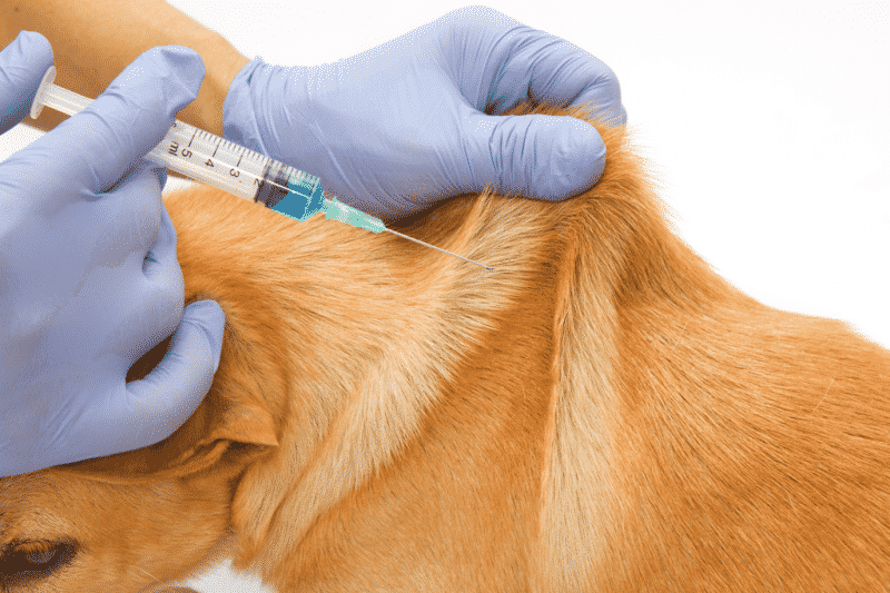 importantes medidas para-prevenir el vómito en los perros