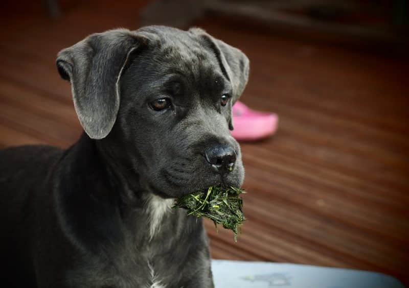 plantas tóxicas para los perros