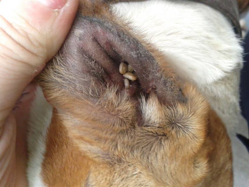 que partes del perro se deben revisar