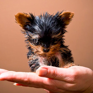 razas de perros pequeños