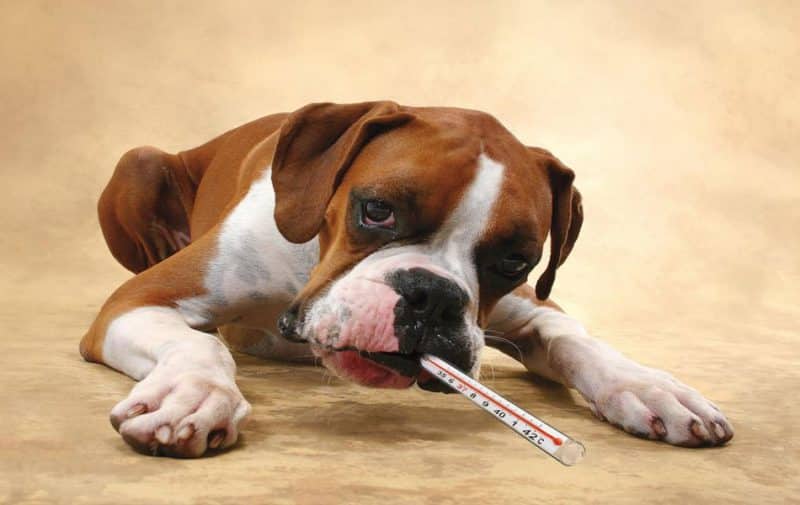 como puedes saber si tu perro tiene fiebre