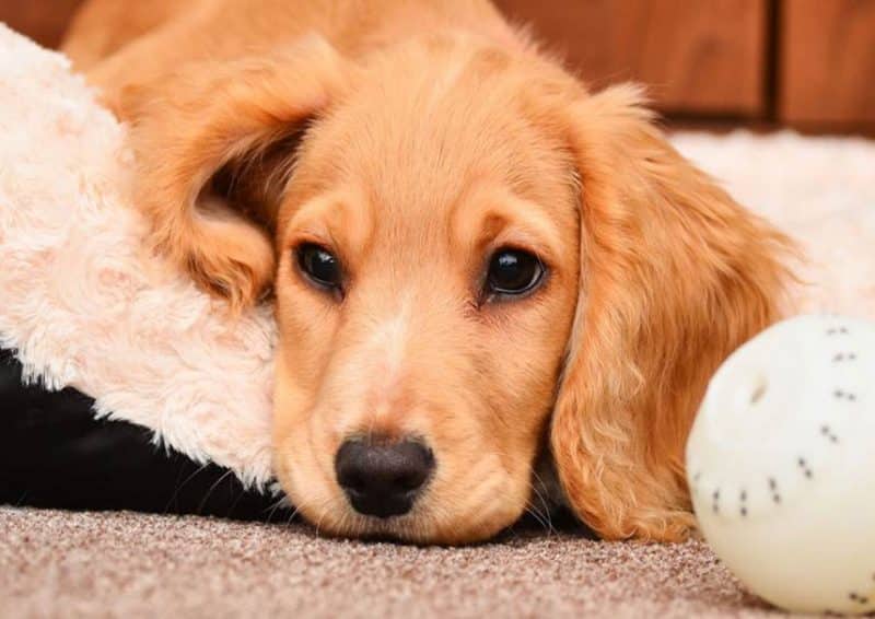 cual es la temperatura corporal de un perro