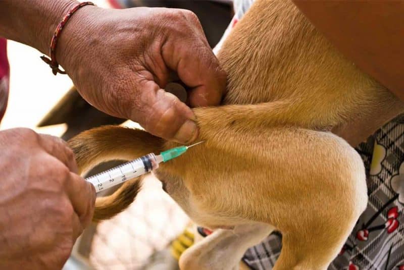 tratamiento para la fiebre en perros
