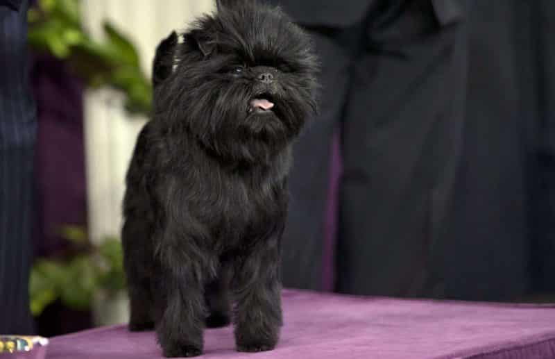 perro de raza affenpinscher sobre un exhibidor