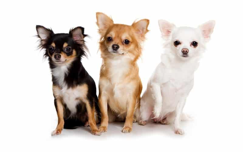 3 perros chihuahuas en fondo blanco
