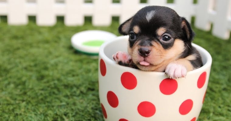 cual es el perro más pequeño del mundo