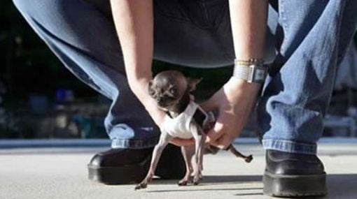 Ducky uno de los perros más pequeños del mundo que vive en massachusetts