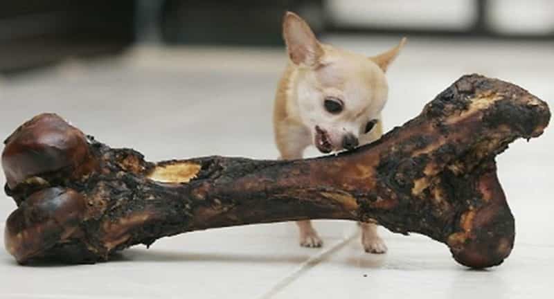 otros perros que están en la lista como el perro mas pequeño del mundo