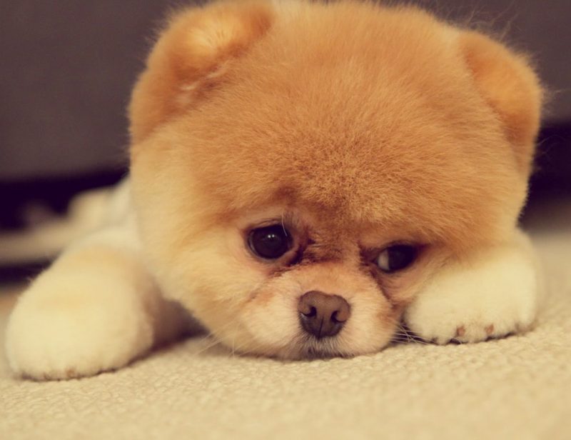 Boo uno de los pomerania mas famosos del mundo