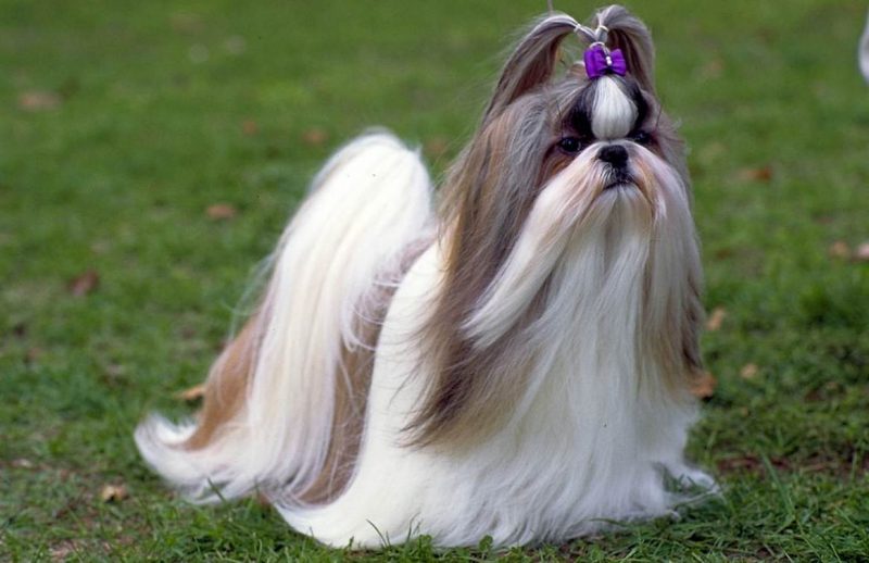 Perro de raza Shih tzu parado sobre césped