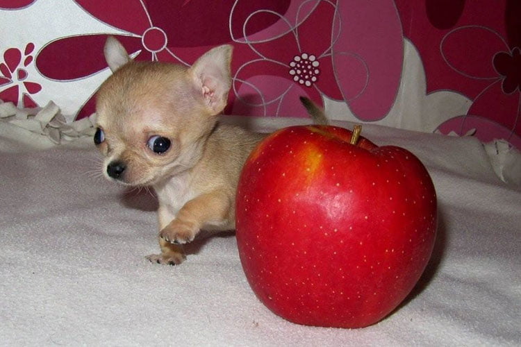 Toudi uno de los perros más pequeños del mundo