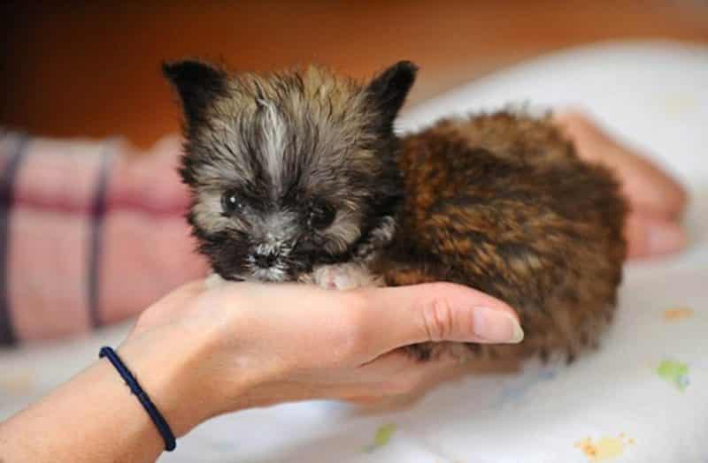 Tyson uno de los perros más pequeños del mundo