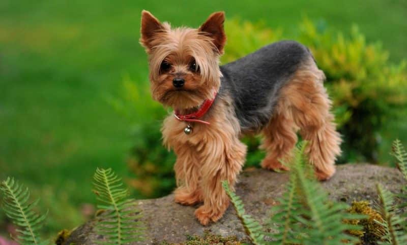 Pequeño yorkshire terrier parado sobre una roca