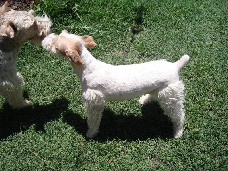 2 fox terrier de pelo duro