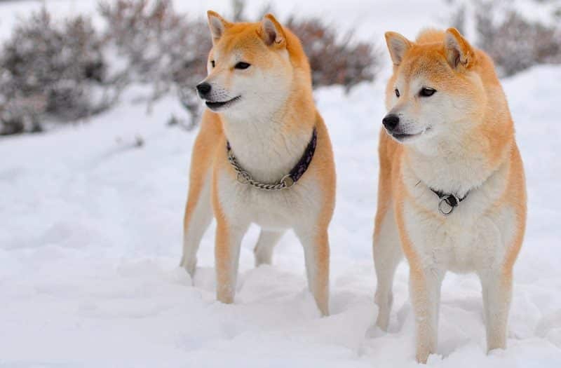 2 shiba inu de paseo en la nieve