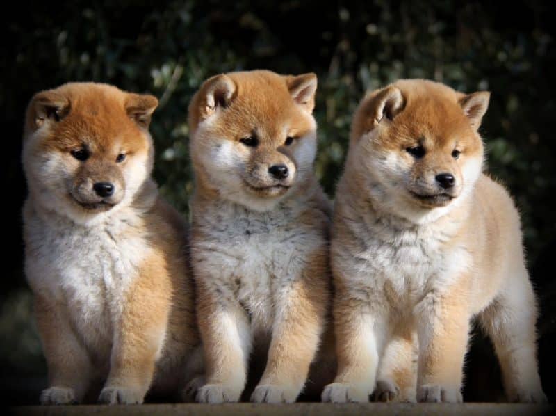 3 cachorros shiba inu