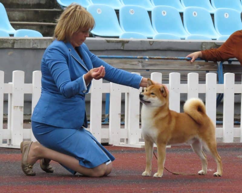 adiestramiento del shiba inu