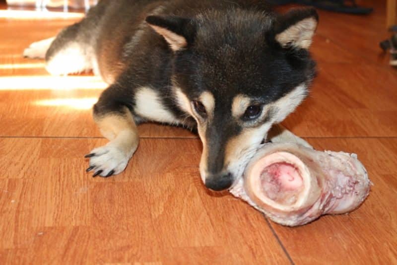 alimentación del shiba inu