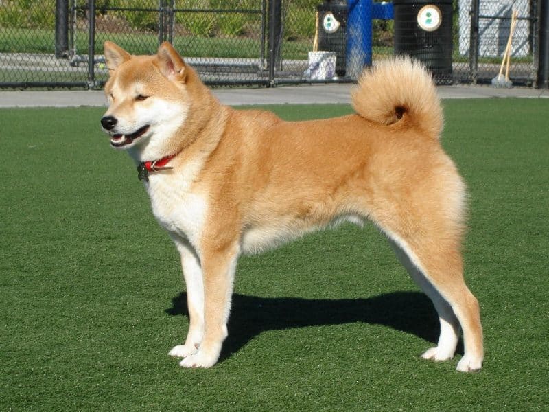 aspecto físico del shiba inu