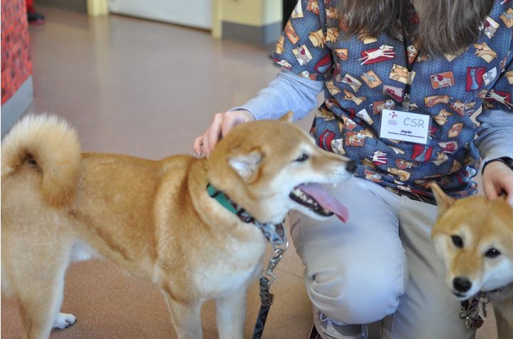 atención medica shiba inu