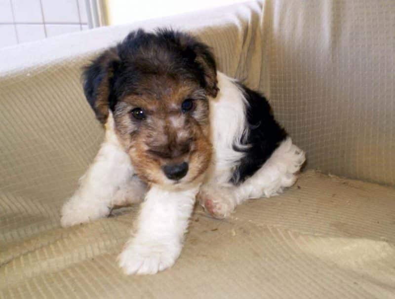 cachorro fox terrier de pelo duro sentado en un sofá