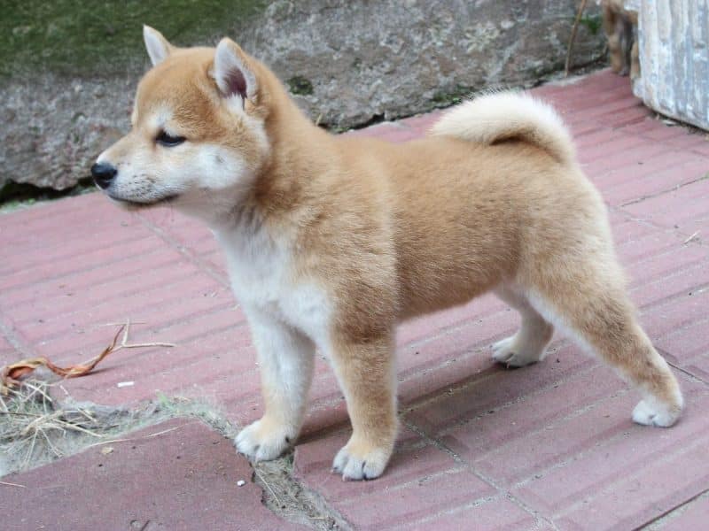 cachorro shiba inu