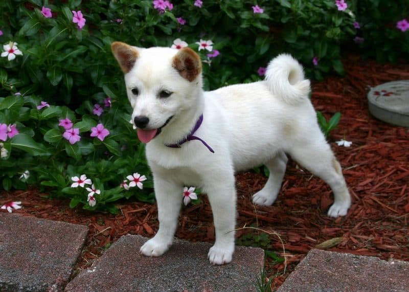 cachorro shiba inu parado en un jardín