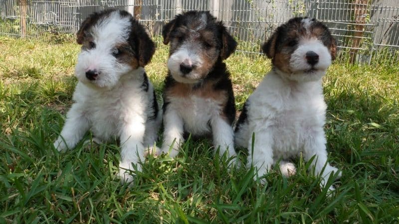 cachorros del fox terrier