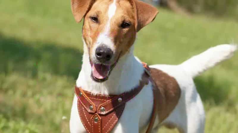 características generales del fox terrier