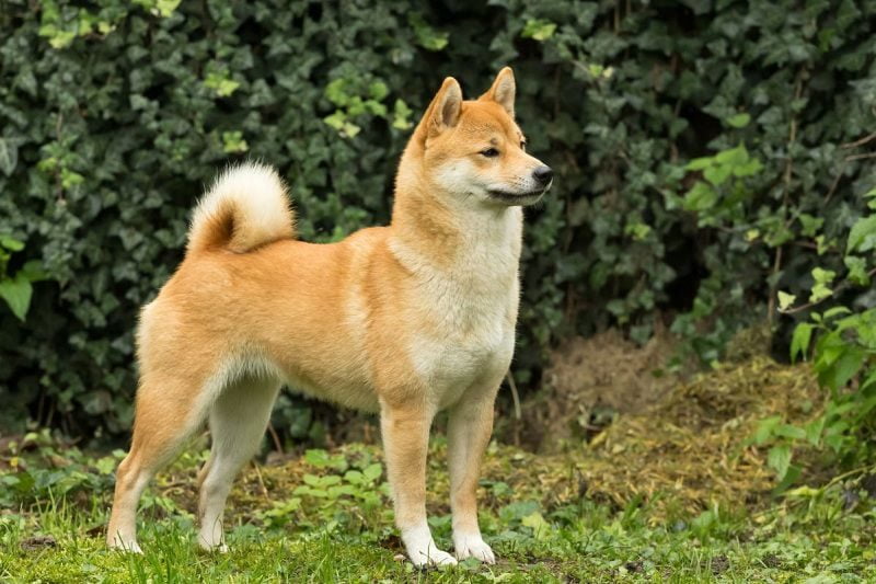 características principales del shiba inu